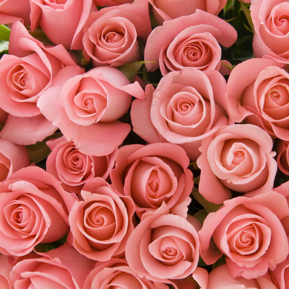 Roses (20ML), Pure Aromatherapy Essential Oil
