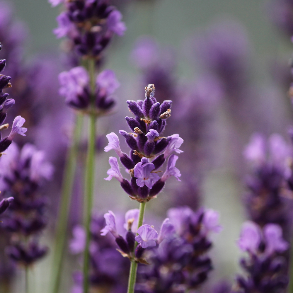 Lavender (50ML), Pure Aromatherapy Essential Oil