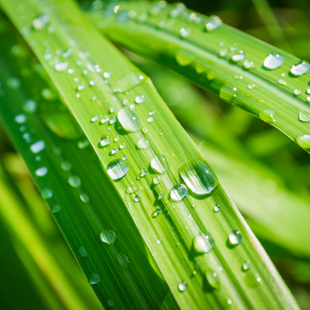 Lemongrass (20ML), Pure Aromatherapy Essential Oil