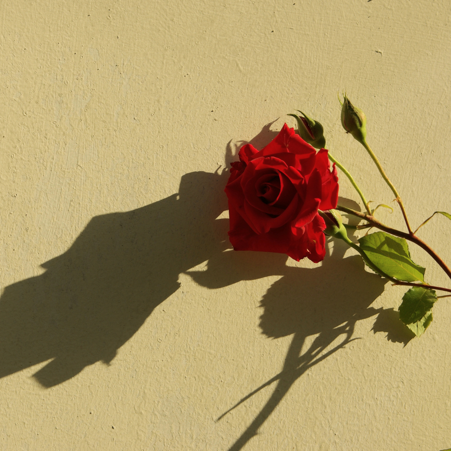 Rose DV (50ML), Pure Aromatherapy Essential Oil