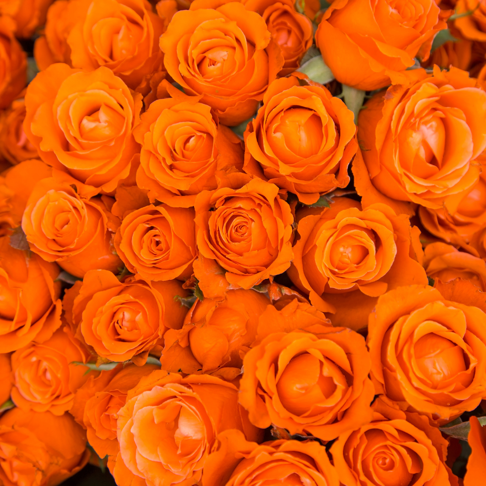 Rose & Pamplemousse (50ML), Pure Aromatherapy Essential Oil
